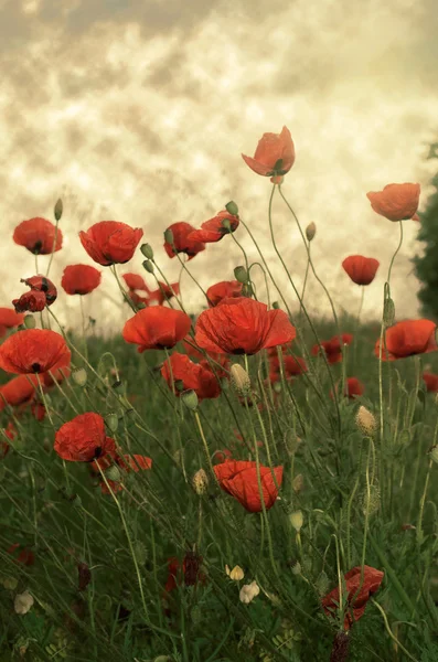 Amapolas en flor — Foto de Stock