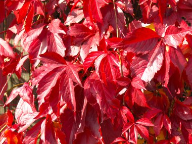 Sonbaharda kırmızı vahşi üzüm bağları