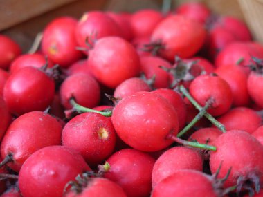 Kızıl dikenli böğürtlenleri bir sepete serptim.