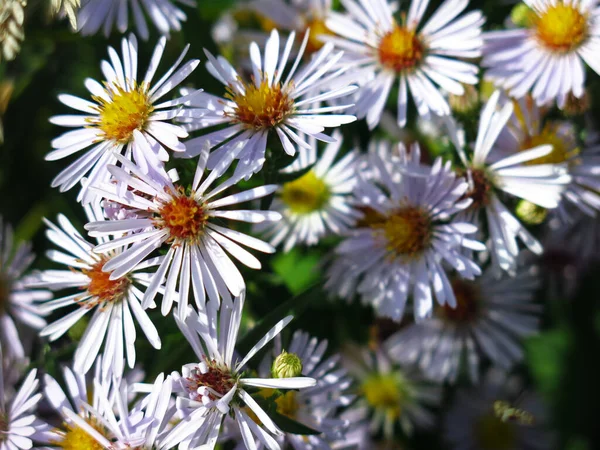 Soft Purple Autumn Daisies Bloom First Snow — Stock Photo, Image