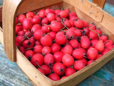 Dikenin kırmızı böğürtlenleri hasır sepetin içinde