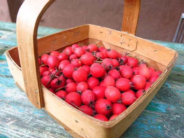 Red Berries Hawthorn Wicker Basket — Stock Photo, Image