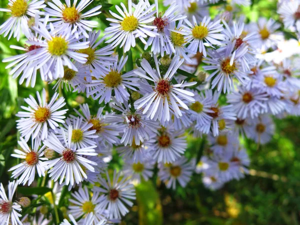 Blu Margherite Autunnali Fioriscono Giardino Nel Mese Ottobre Prima Gelate — Foto Stock