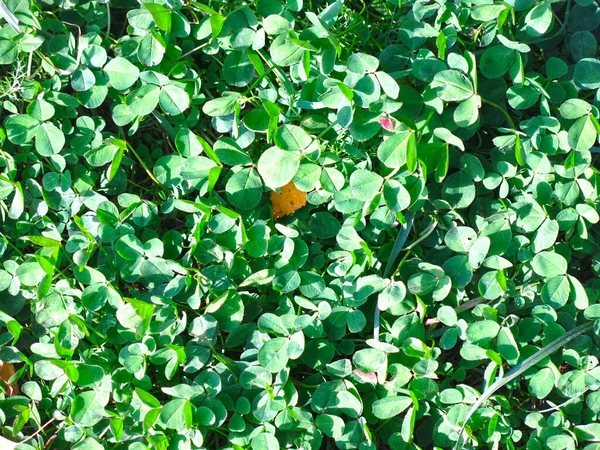 Jetelová Louka Zelenou Vegetací Světlem Odstínem — Stock fotografie