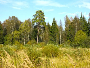 Sonbahar ormanı sıcak eylül havası ve uzak bir tarlası ve ağaçları var.