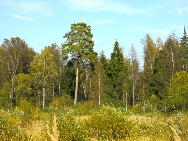 Bosque Otoño Clima Cálido Septiembre Con Campo Árboles Distancia — Foto de Stock