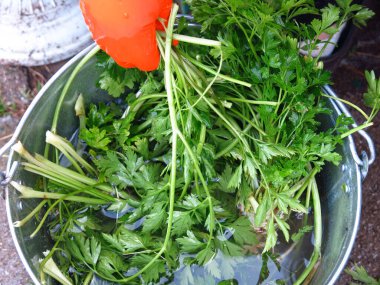 Turuncu eldivenli adam kovada maydanoz topluyor.