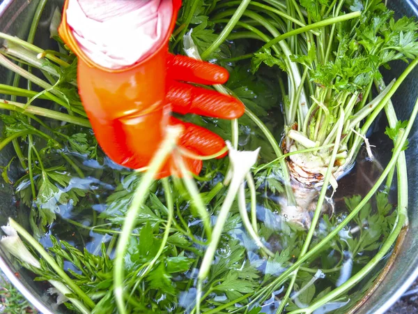 Mann Orangefarbenen Handschuhen Wäscht Gesammelte Petersilie Eimer — Stockfoto