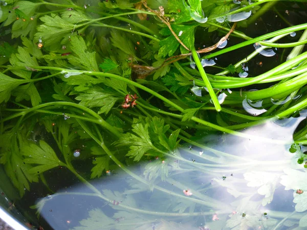 Prezzemolo Verde Giace Nell Acqua Secchio — Foto Stock