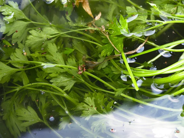 绿色的欧芹躺在水桶里 — 图库照片