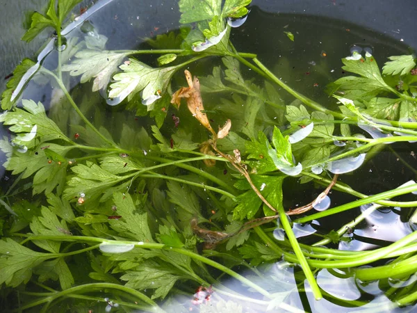 green parsley lies in the water in a bucket