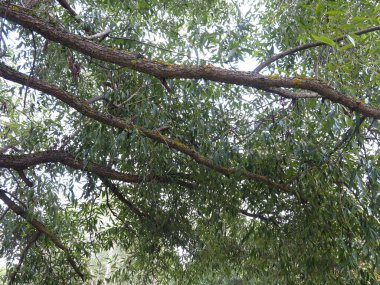 Gökyüzüne karşı söğüt ağacının kalın dalları