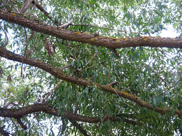 Ramas Gruesas Sauce Contra Cielo —  Fotos de Stock