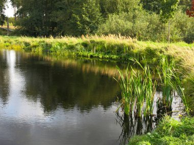 Sonbaharda sakin suları ve kıyıda çam ağaçları olan küçük bir gölet.