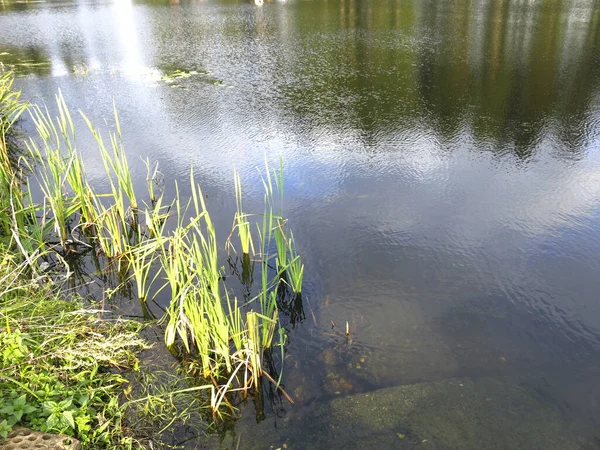 静かな水と海岸沿いの松の木がある秋の田舎の小さな池です — ストック写真