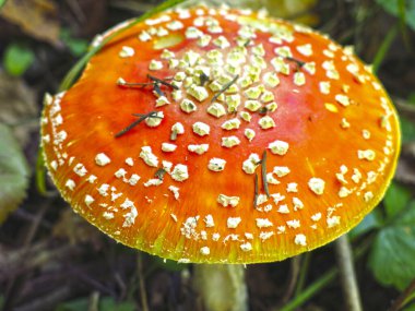 Güzel kırmızı yumuşak sinek agarik ormanda yetişir.