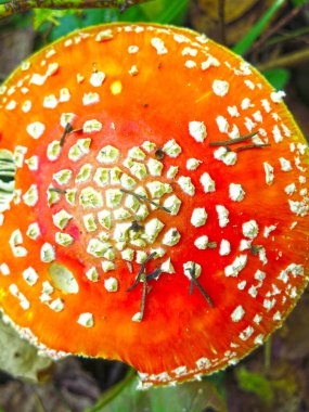 Güzel kırmızı yumuşak sinek agarik ormanda yetişir.