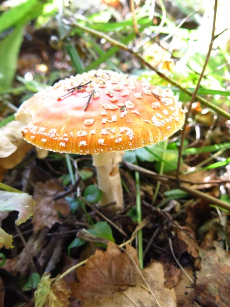 Mooie Rode Gladde Vlieg Agaric Groeit Het Bos — Stockfoto