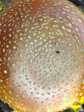 Kızıl mantar sineğinin kapağının yüzeyi.