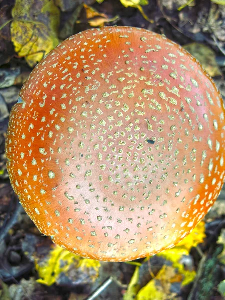 Oppervlak Van Hoed Van Rode Paddenstoel Vliegen Agaric — Stockfoto