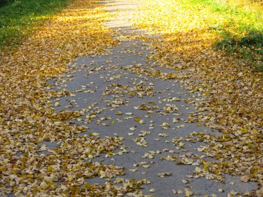 Sonbahar gri asfalt yolu güneşli bir günde sarı yapraklarla kaplı.
