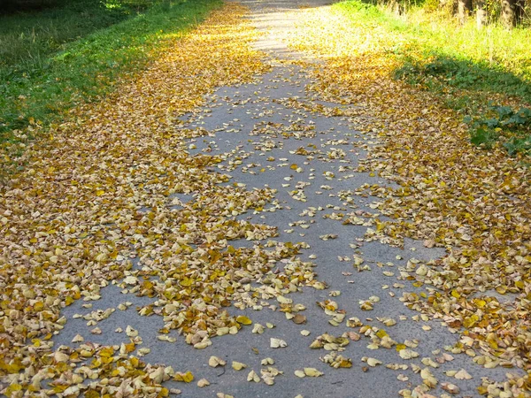 무더운 날씨에 노란색 나뭇잎이 늘어서 아스팔트 — 스톡 사진