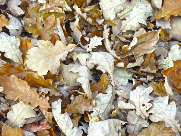 Dry Autumn Fallen Oak Leaves Natural Background — Stock Photo, Image