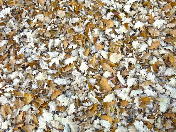 Droge Herfst Gevallen Eiken Bladeren Natuurlijke Achtergrond — Stockfoto