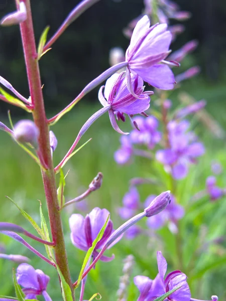 Fireweed Epilobium Floresce Com Flores Rosa Verão — Fotografia de Stock