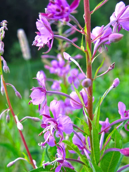 Bräsch Epilobium Blommar Med Rosa Blommor Sommaren — Stockfoto