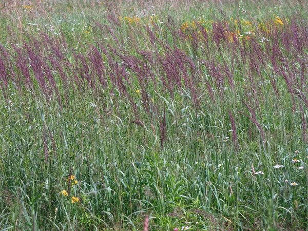 Violette Rispen Des Grases Beugen Sich Wind — Stockfoto