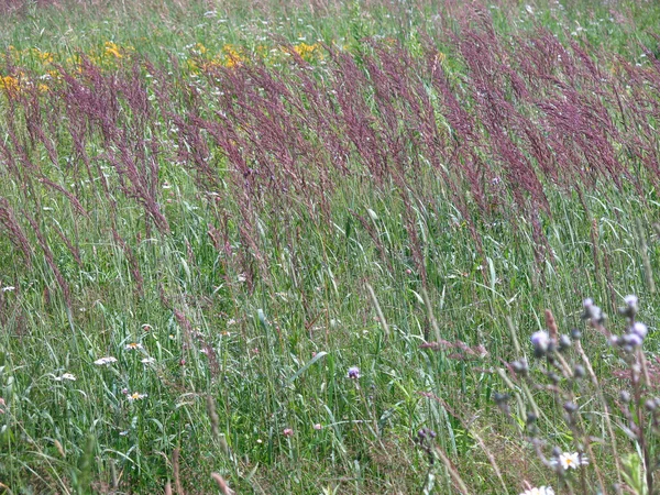 Violette Rispen Des Grases Beugen Sich Wind — Stockfoto