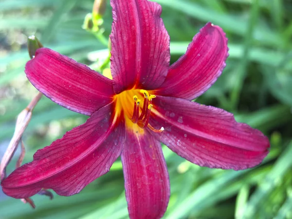 Hemerocallis 가을에 정원에 아름답게 적목의 — 스톡 사진