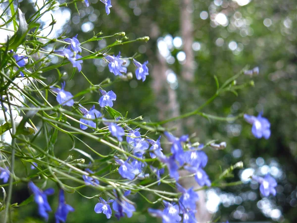 ロベリアは繊細な青い小さな花で咲きます — ストック写真