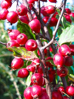 Sonbaharda elma ağacında küçük kırmızı elmalar