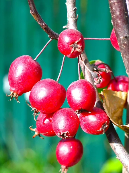 Kleine Rote Äpfel Einem Apfelbaum Herbst — Stockfoto