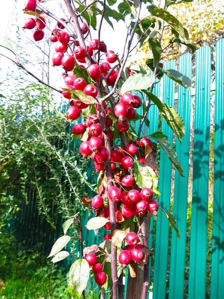 Kis Vörös Almák Egy Almafán Ősszel — Stock Fotó