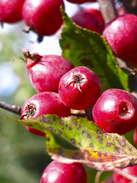 Small Red Apples Apple Tree Autumn — Stock Photo, Image