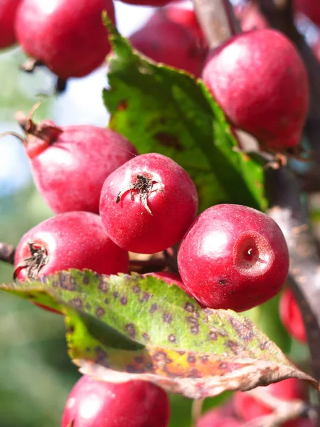 Small Red Apples Apple Tree Autumn — Stock Photo, Image