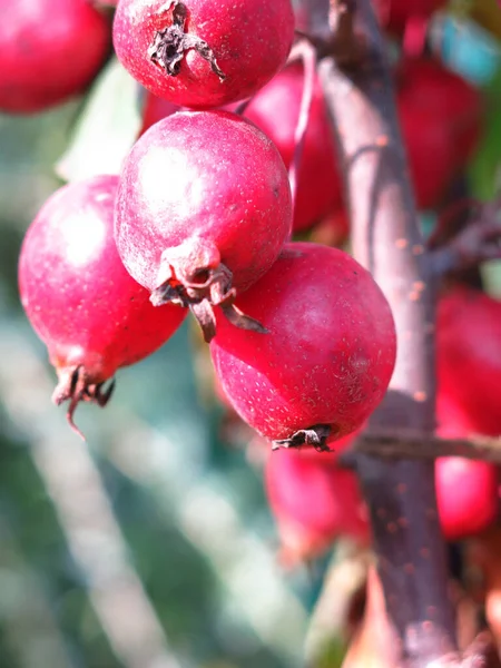 Small Red Apples Apple Tree Autumn — Stock Photo, Image