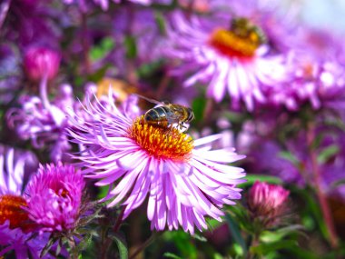 Yumuşak mor sonbahar papatyaları ilk kardan önce açar.