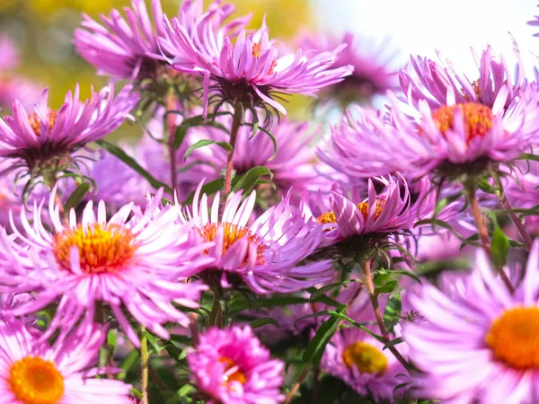Які Фіолетові Осінні Ромашки Цвітуть Перед Першим Снігом — стокове фото