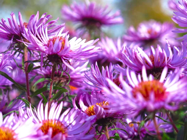 Які Фіолетові Осінні Ромашки Цвітуть Перед Першим Снігом — стокове фото