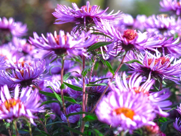 Zarte Lila Herbstmargeriten Blühen Vor Dem Ersten Schnee — Stockfoto