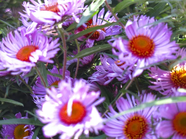 Suaves Margaritas Otoño Púrpura Florecen Antes Primera Nieve — Foto de Stock