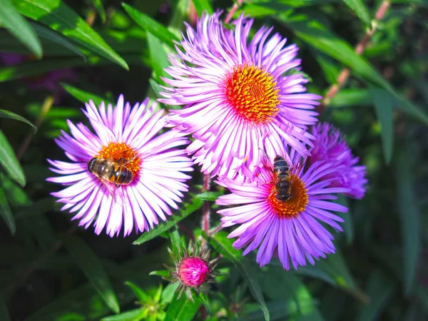 Soft Purple Autumn Daisies Bloom First Snow Sitting Bee — Foto de Stock