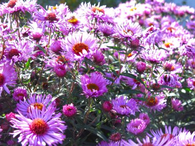 soft purple autumn daisies bloom before the first snow, they are sitting on a bee