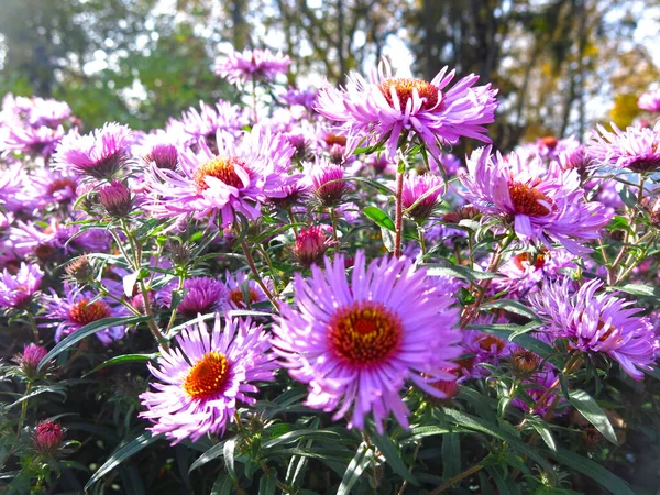 Soft Purple Autumn Daisies Bloom First Snow Sitting Bee — Zdjęcie stockowe