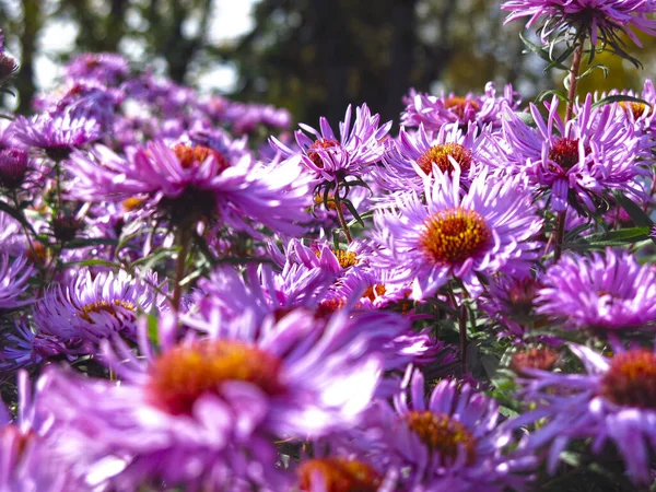 Soft Purple Autumn Daisies Bloom First Snow Sitting Bee — Stock fotografie