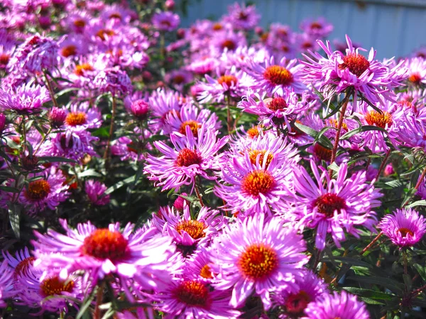 Soft Purple Autumn Daisies Bloom First Snow Sitting Bee — Stock fotografie